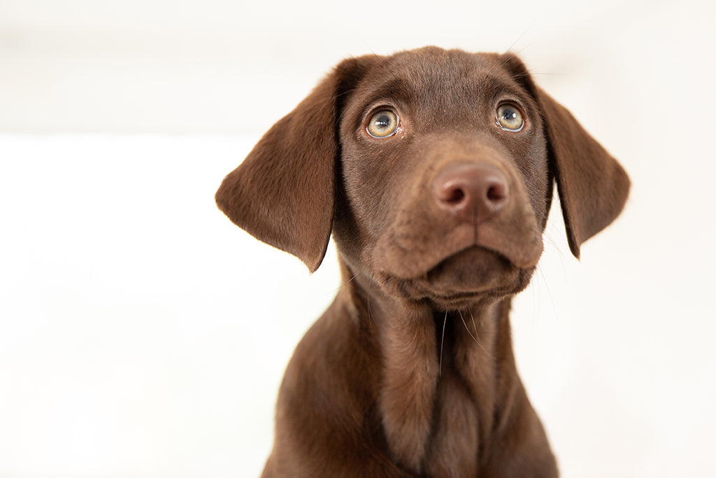 How to Potty Train Your Puppy!