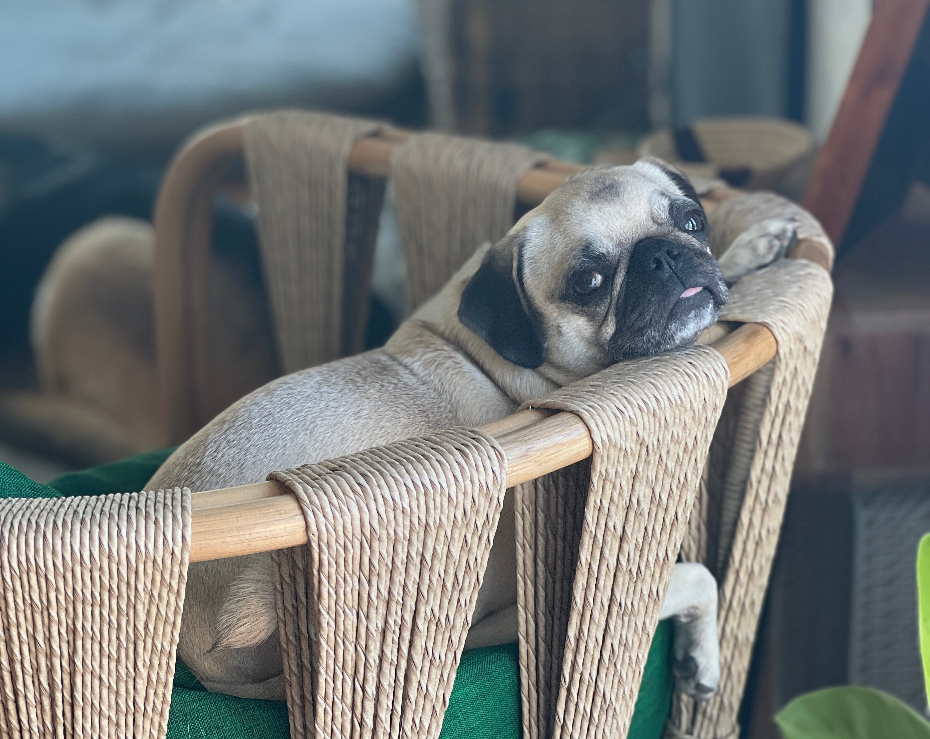 How Do I Clean My Pugs Wrinkles?