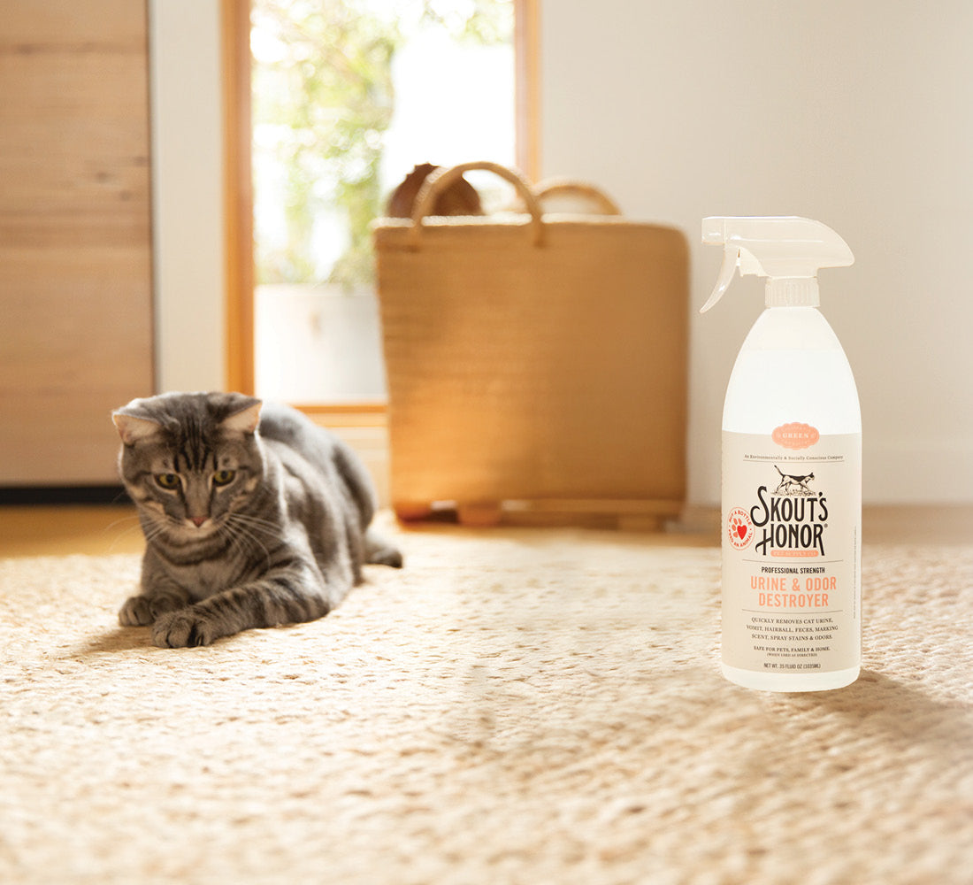 Love Your Cat, Not the Smell? How to Keep Your Home Fresh