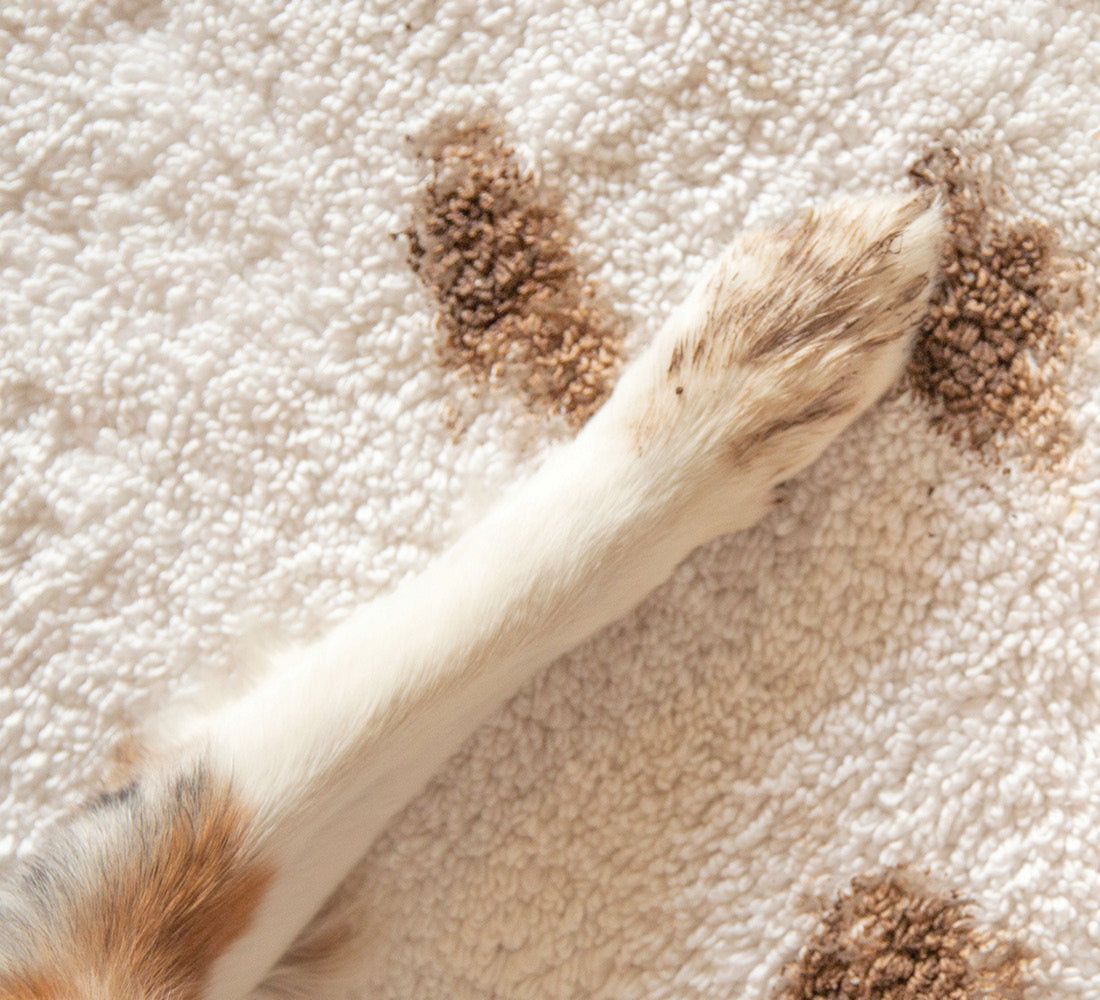 My Dog Keeps Licking His Butt. Is That Normal?