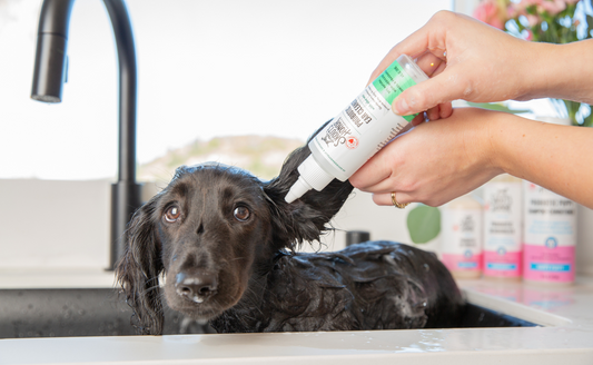 How a Dog Ear Cleaner Can Help Floppy-Eared Pups