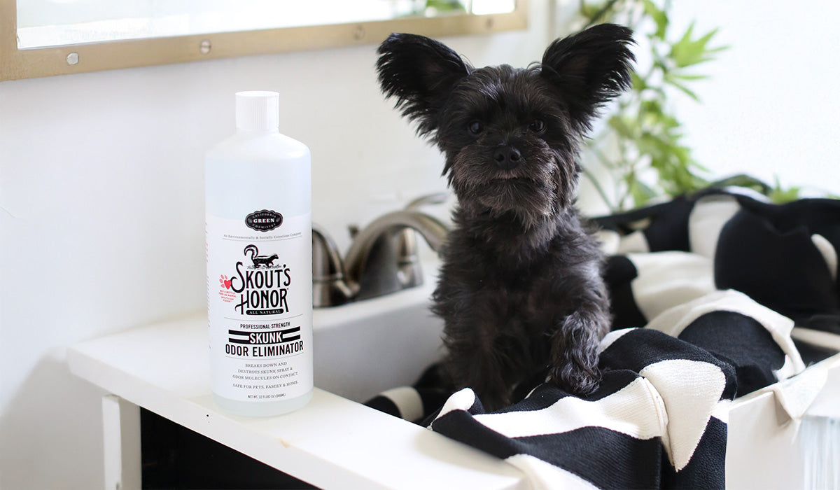 Dog in a sink ready for a skunk odor removal treatment