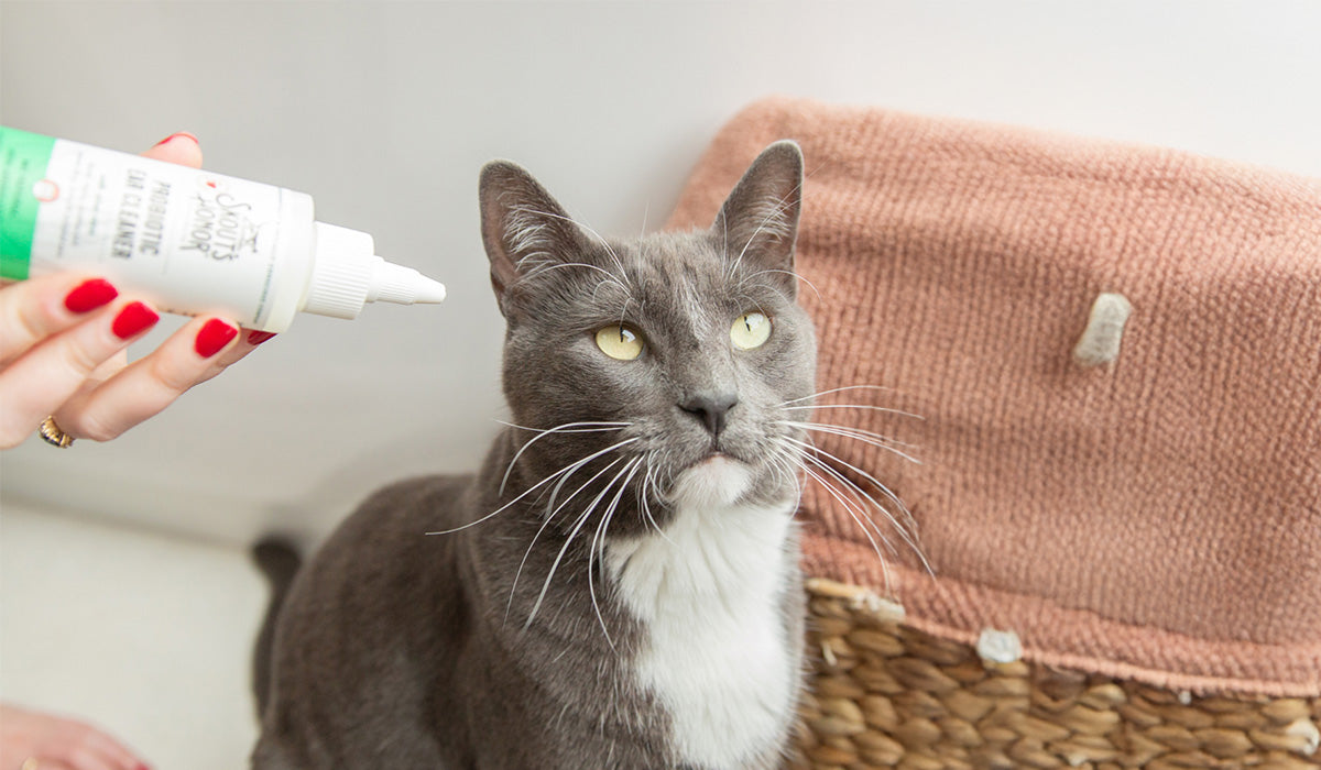 Cat getting her ears cleaned