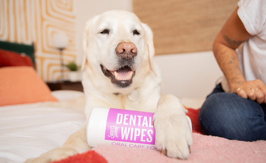 Do Dental Wipes Work for Dogs?