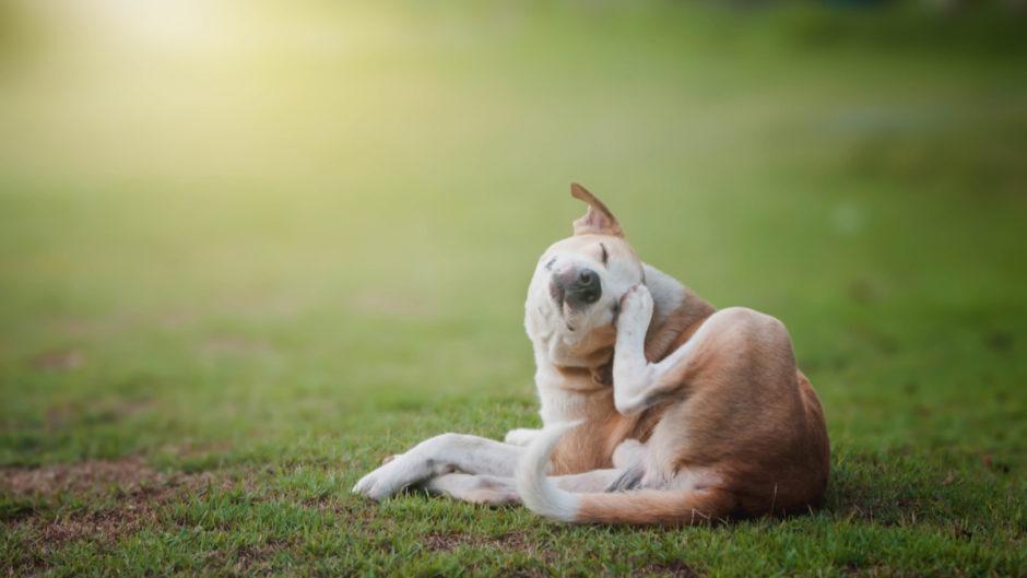 Dog with skin problems? It could be their shampoo. | Skout's Honor