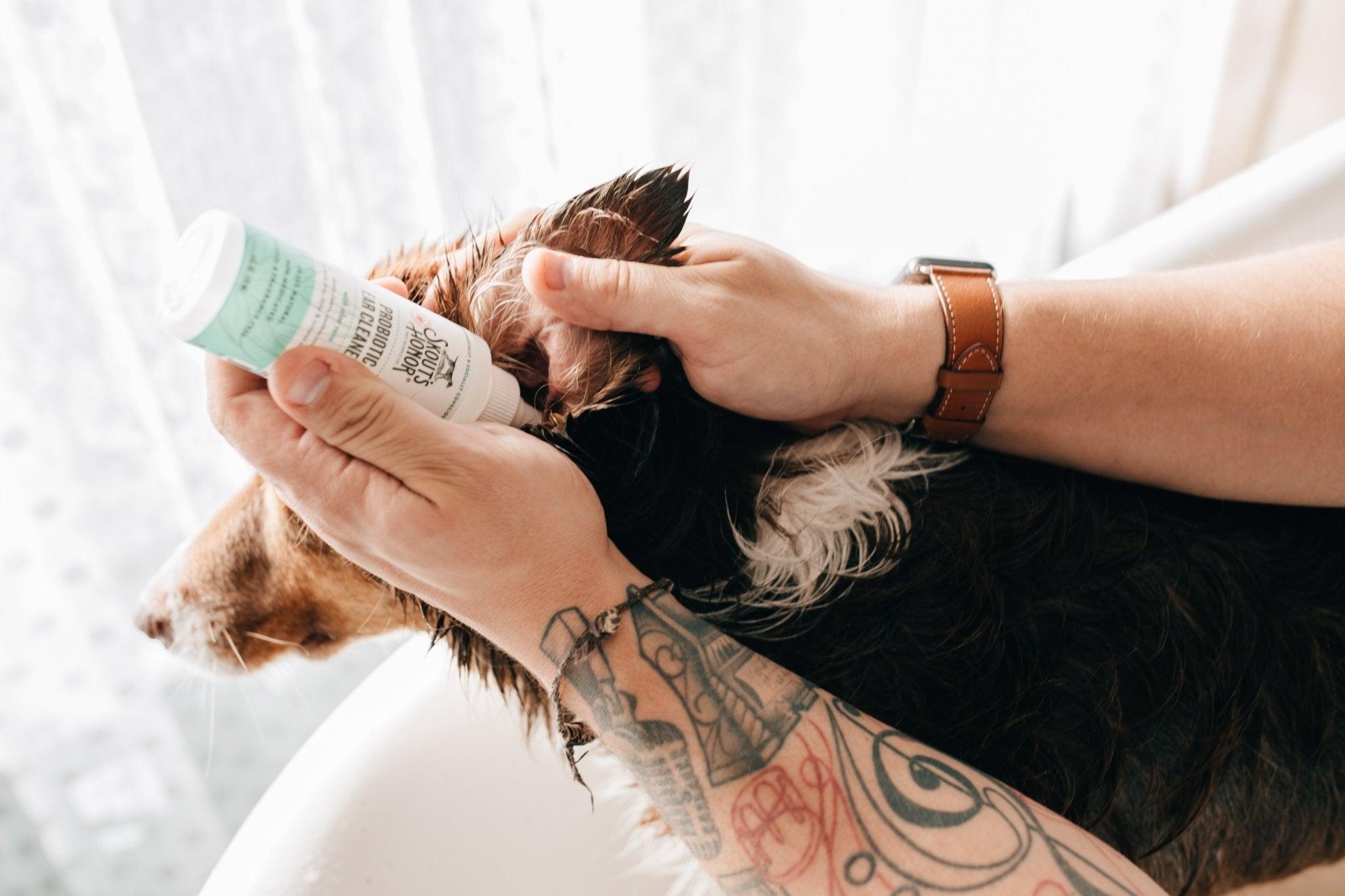How To Clean My Dog’s Ears at Home | Skout's Honor