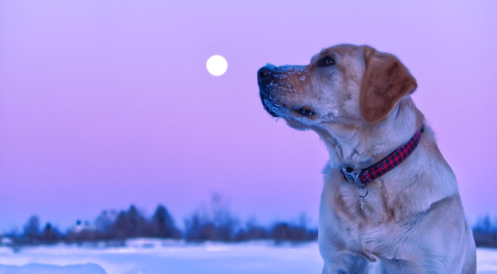 How To Determine Your Rescue Pet’s Zodiac Sign | Skout's Honor