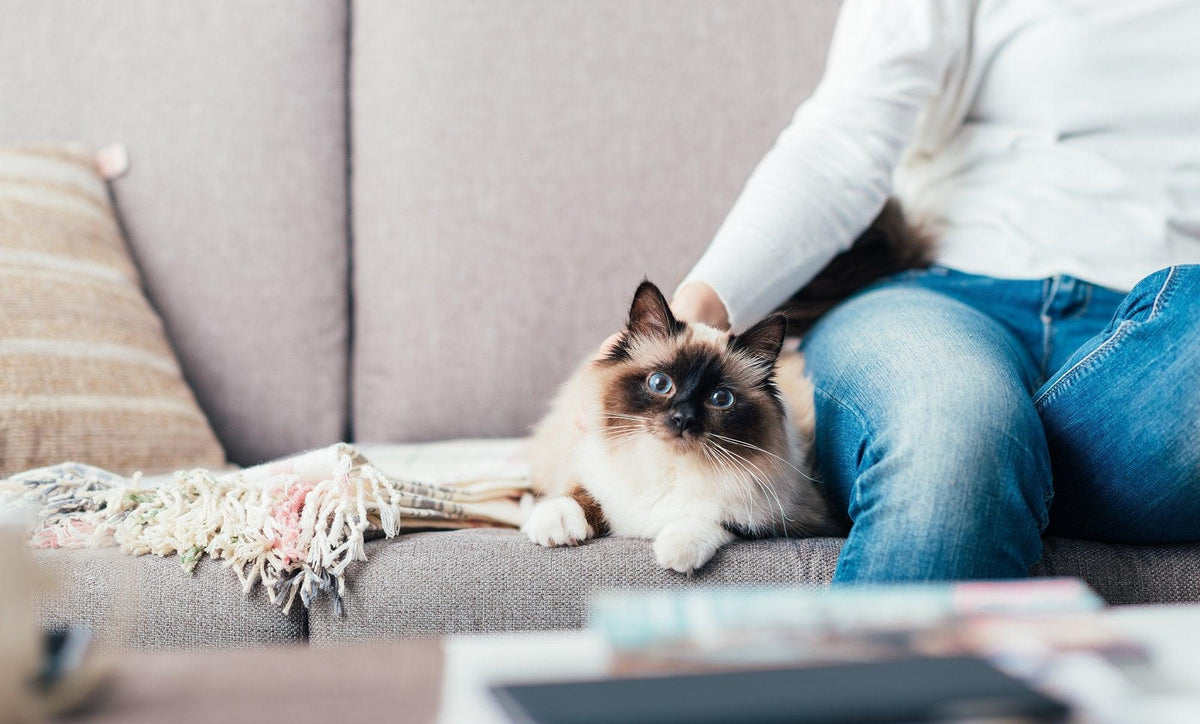 How to Own Cats Without Smelling Like One | Skout's Honor