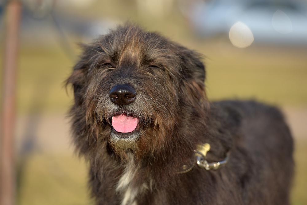 Happy dog squinting with its tongue out