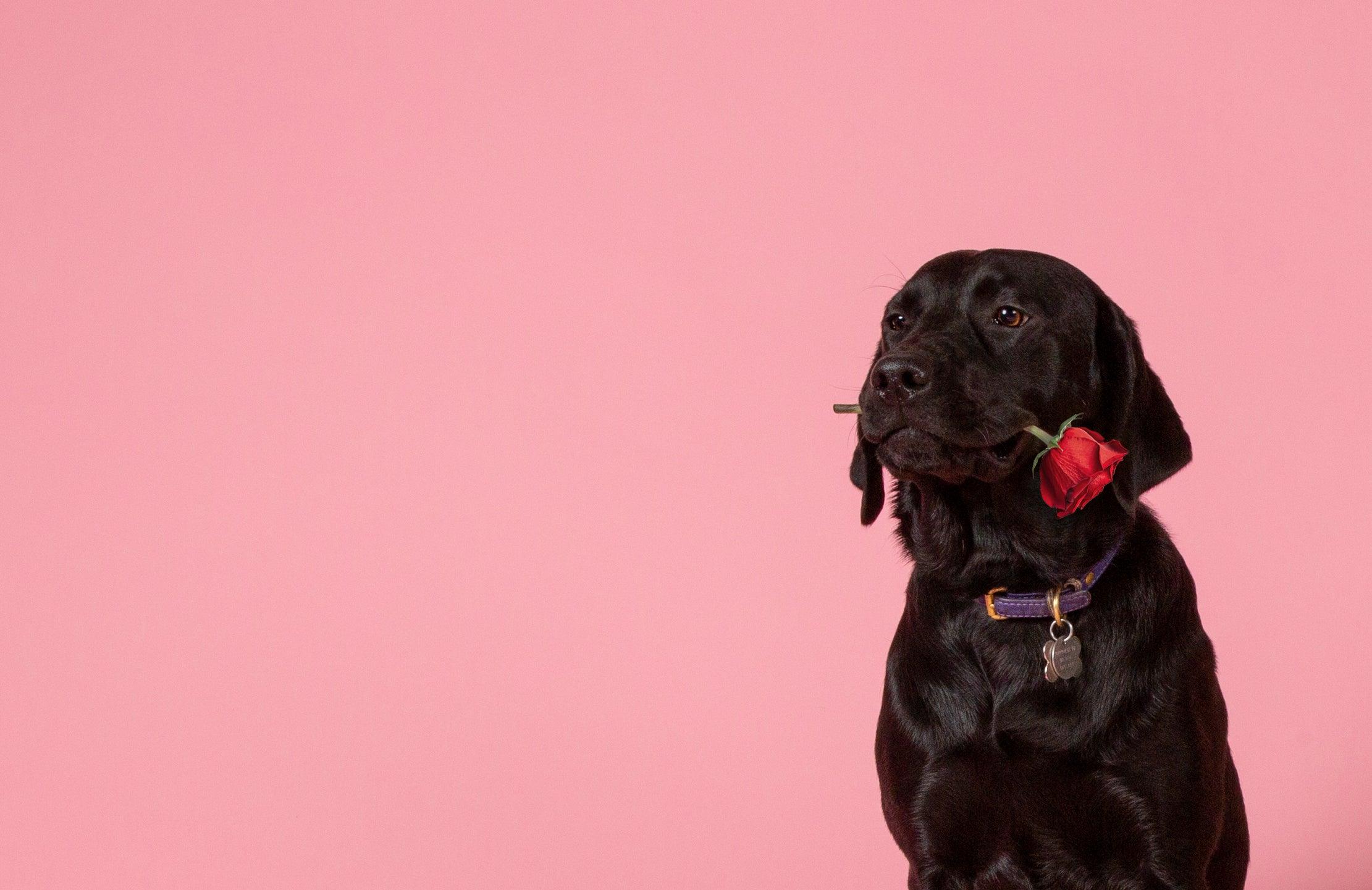 How to Tell if Your Dog Loves You: 5 Sure Signs - Skout's Honor