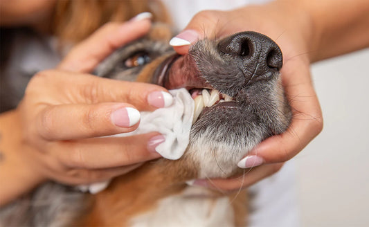 Why Your Pet Needs an Oral Care Routine