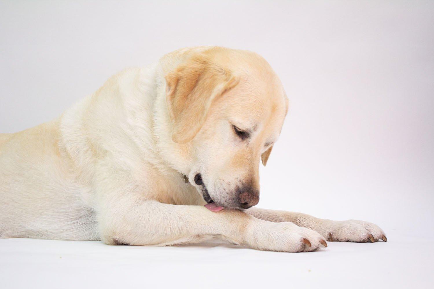 Why Do Dogs Lick Their Paws? | Skout's Honor