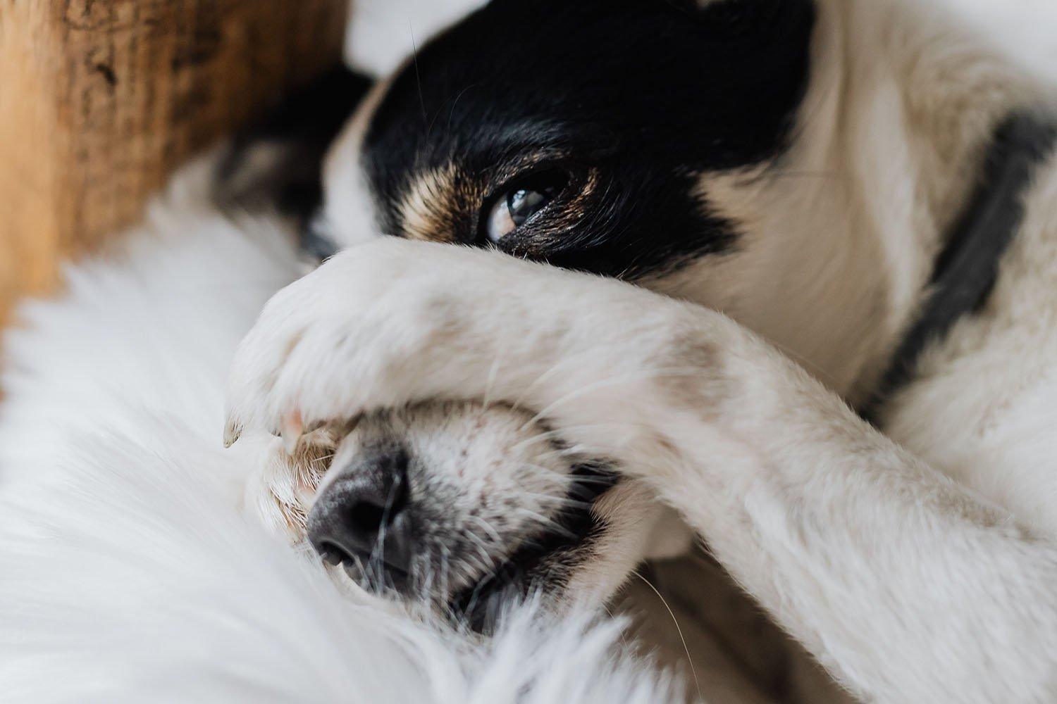 Why Does My Dog Keep Licking His Butt? | Skout's Honor