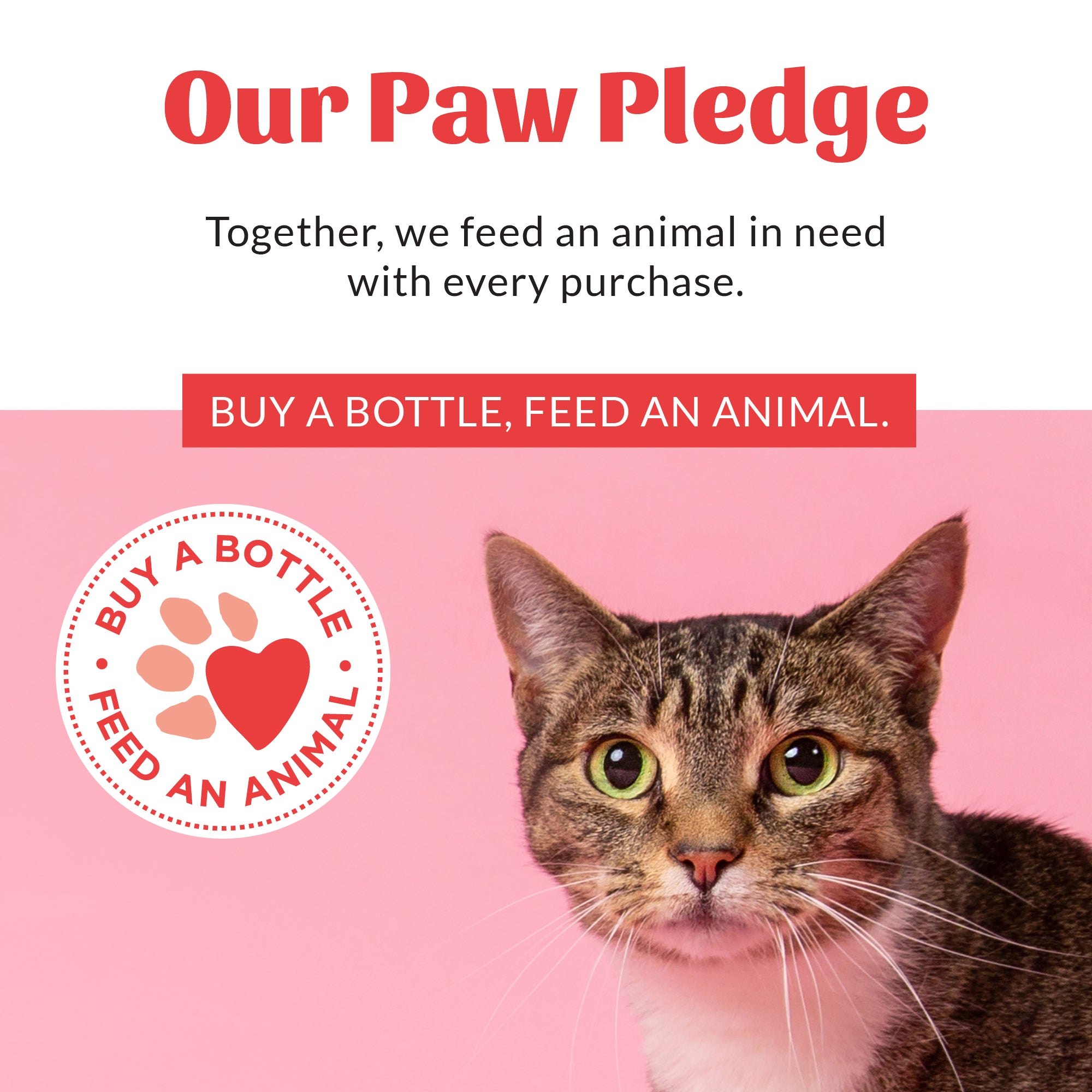 Cat Probiotic Shampoo + Conditioner Fragrance Free