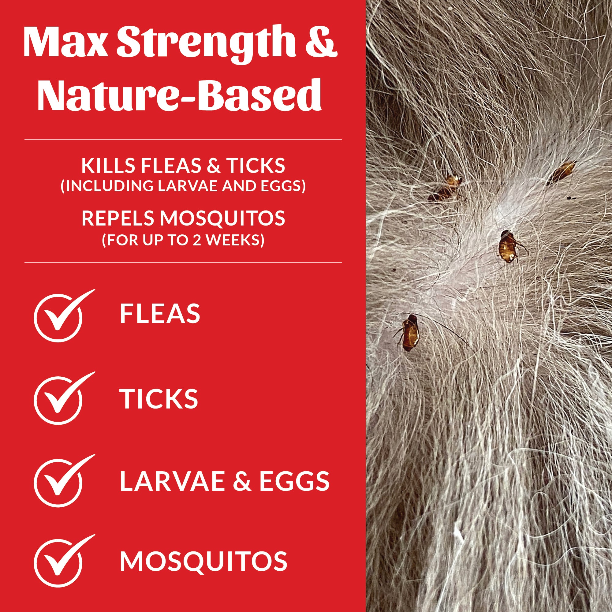 Flea+Tick Yard Spray