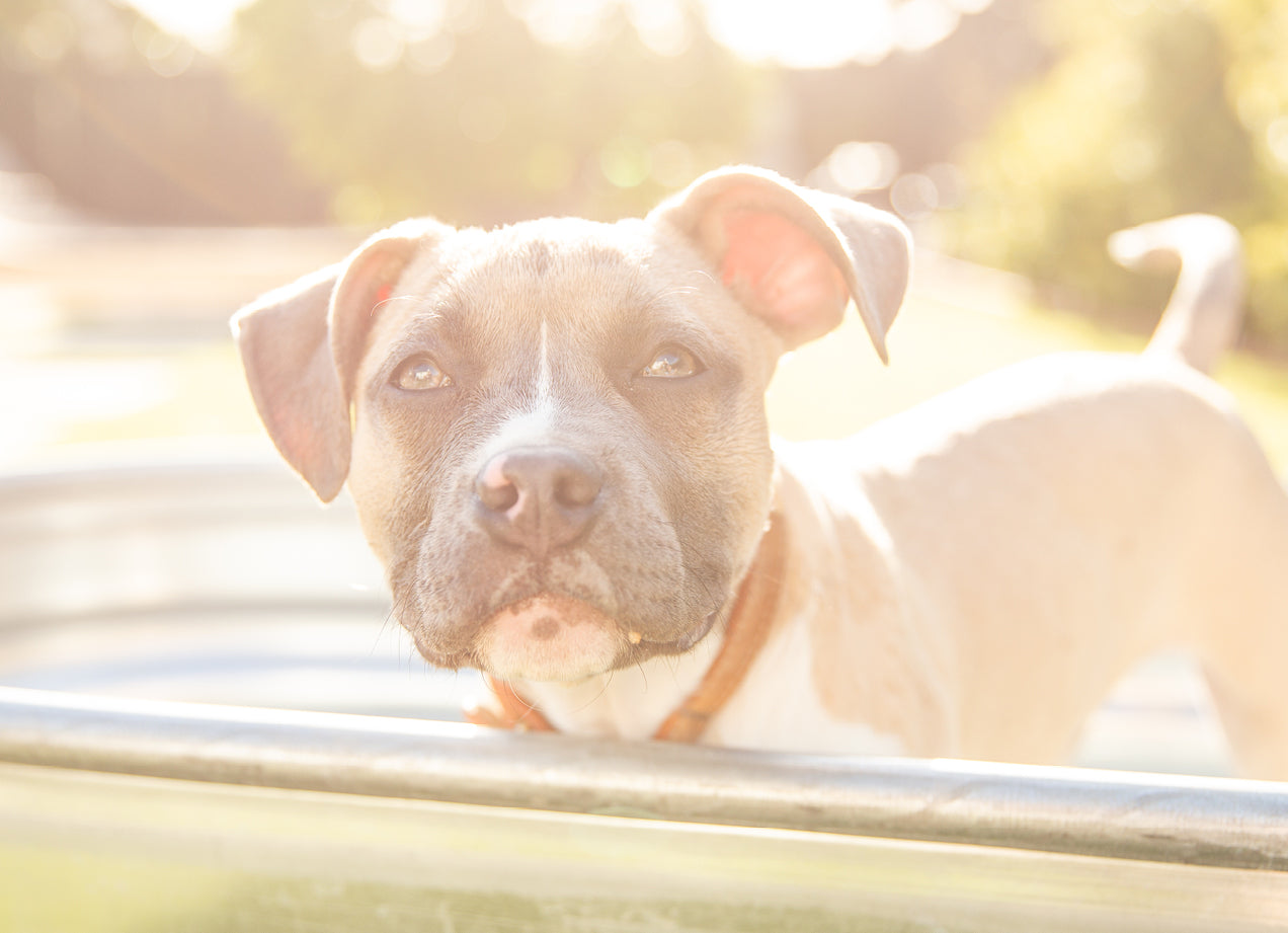 Close up picture of a good boy.