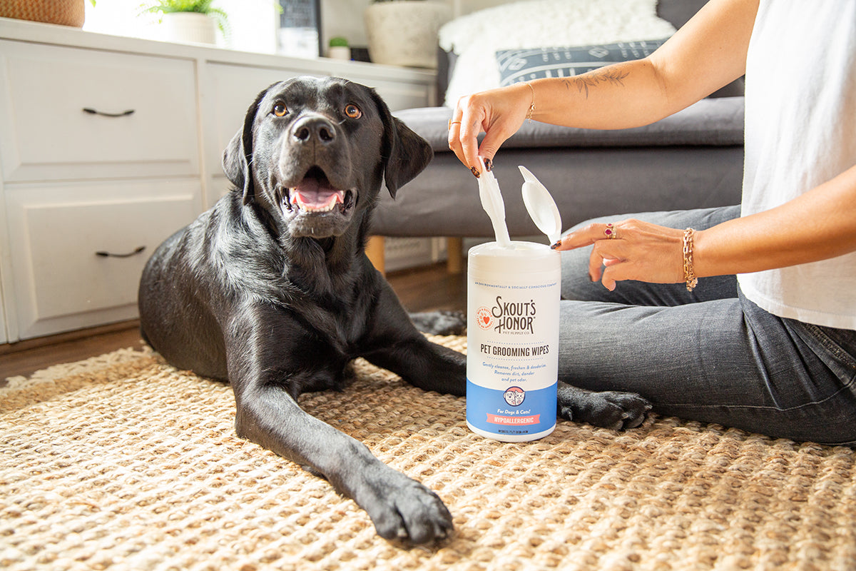 Using Skout's Honor Pet Grooming Wipes on your Labrador Retriever