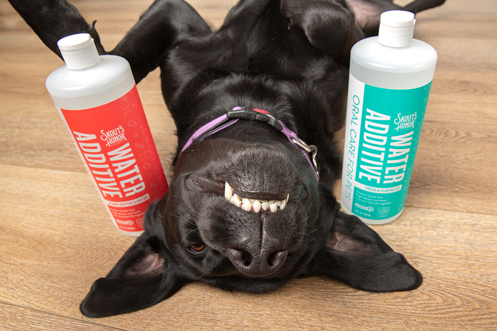 Does Your Dog Have Stinky Breath?