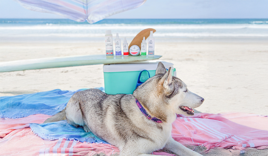 Dog sitting under an umbrella at the beach