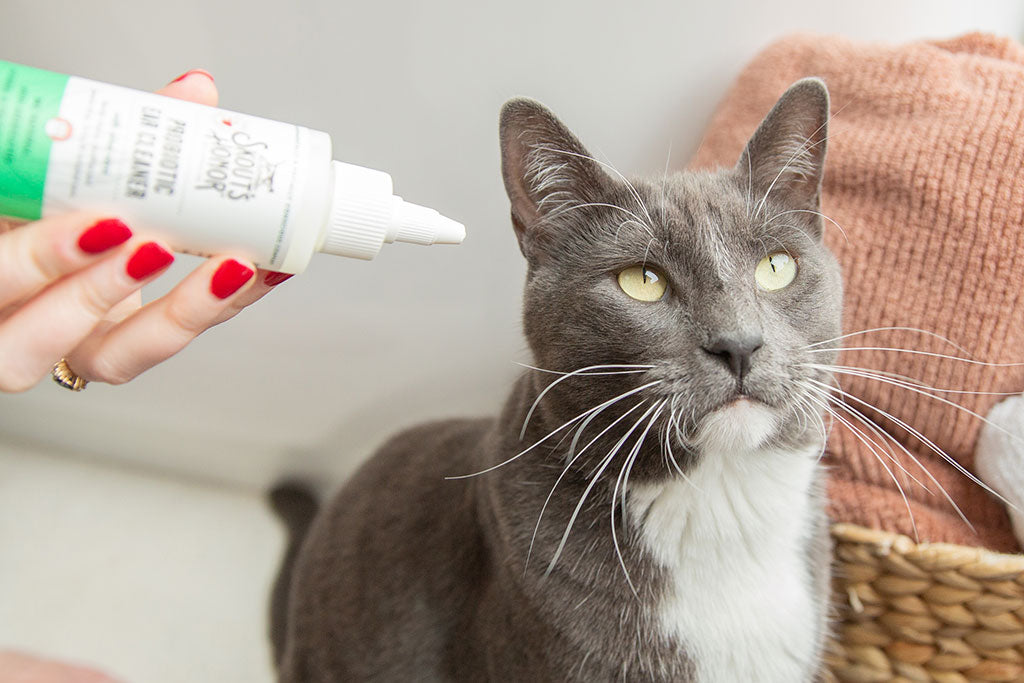 How to Clean Your Cat’s Ears | Skout's Honor