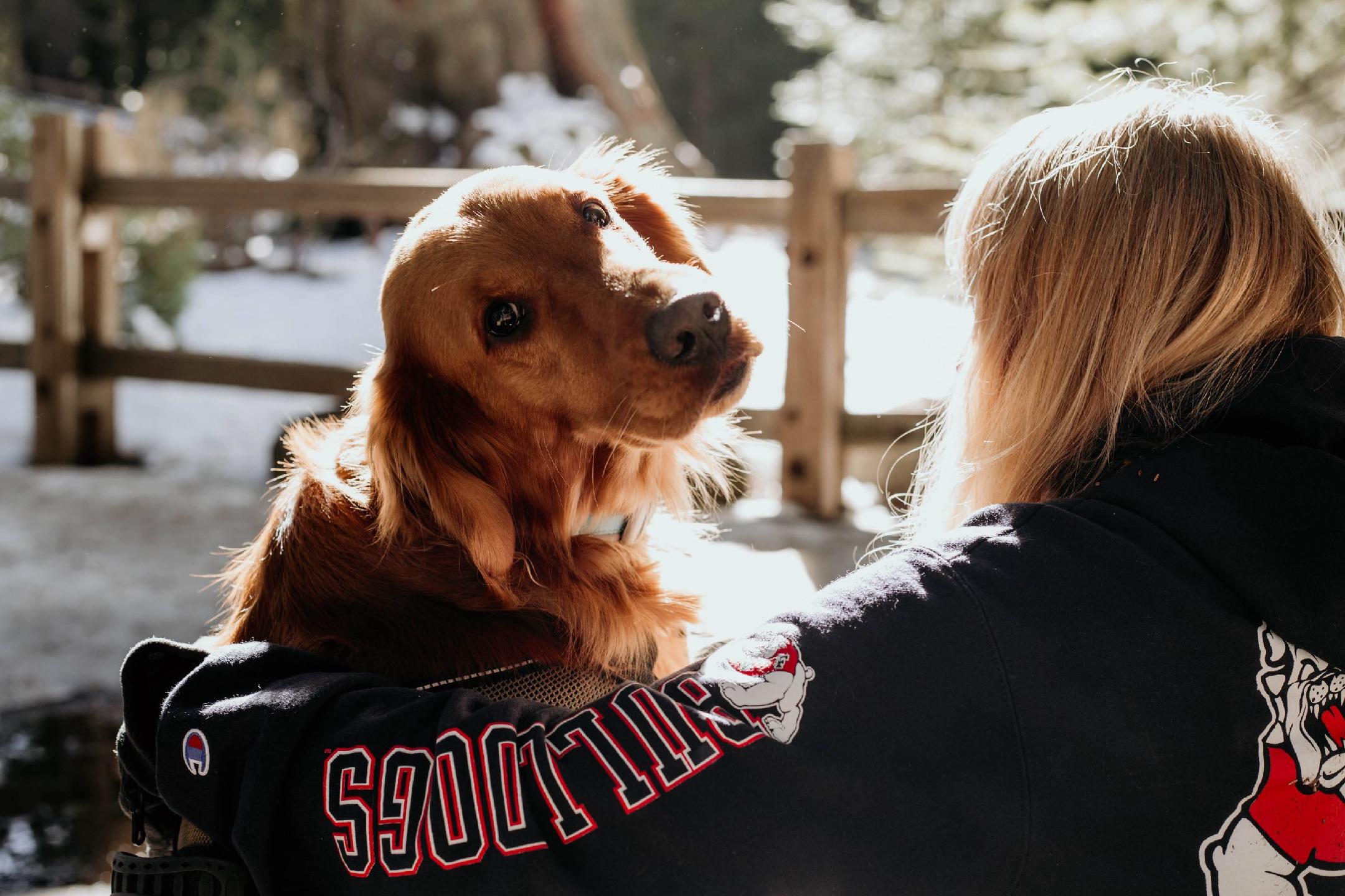 golden retriever service dog and woman sitting on park bench