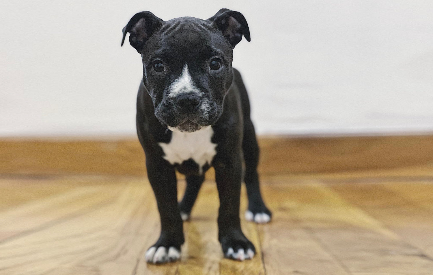 black and white puppy on hardwood floor