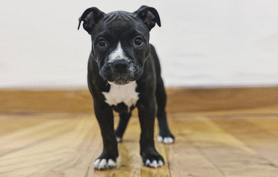 Essentials for New Puppy Parents
