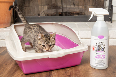 9 Tips to Control Litter Box Odor