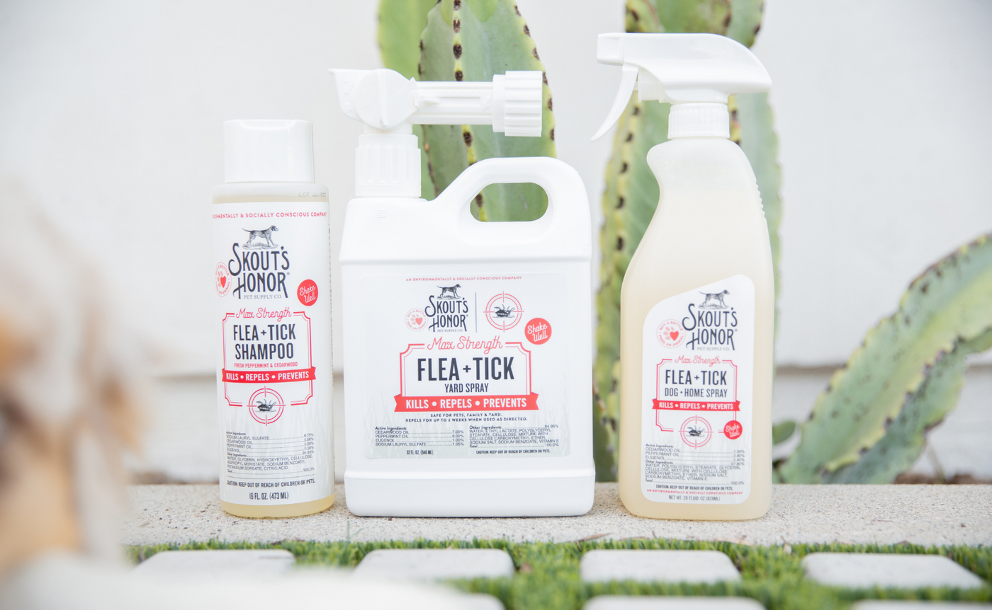Simple Outdoor Flea And Tick Control Methods photo