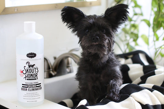 What to Do When Your Dog Gets Skunked | Skout's Honor