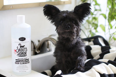 What to Do When Your Dog Gets Skunked