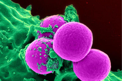 Bacteria