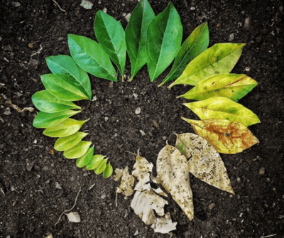 Biodegradable