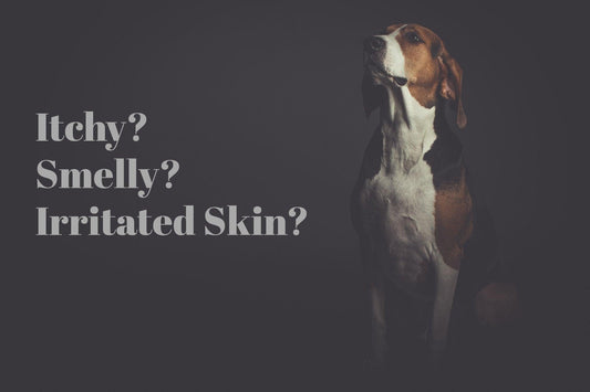 Corn Chips & Bread - What Your Pet's Skin is Brewing | Skout's Honor