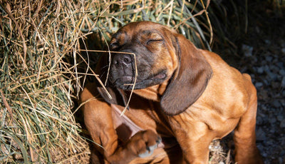 Does My Dog Have A Yeast Infection?