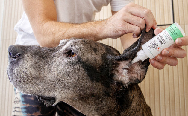 Cleaning a dog's ear