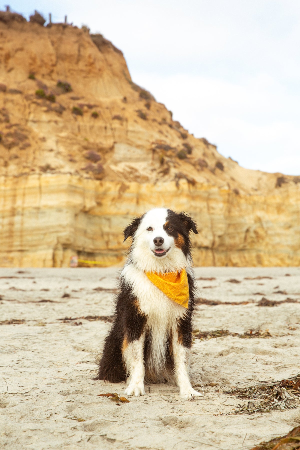 Dog Eye Wash vs. Saline vs. Eye Drops: Which Pet Eye Wash Is Right for Your Pet?