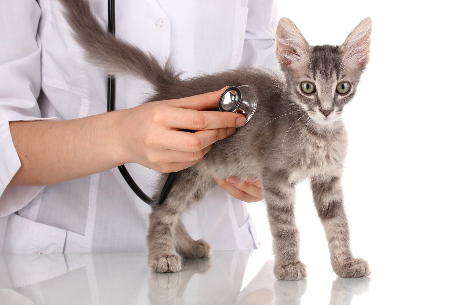 Five Things to Look for When Choosing a Veterinarian | Skout's Honor
