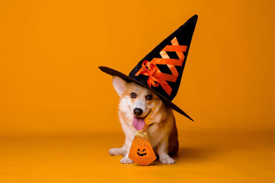 Halloween Safety for Pets.