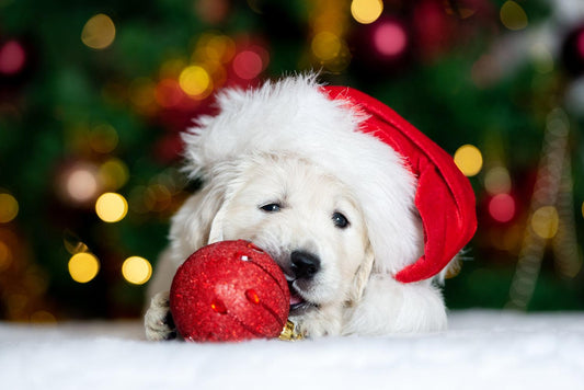 Holiday Pet Safety Guide - Skout's Honor