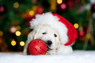 Holiday Pet Safety Guide