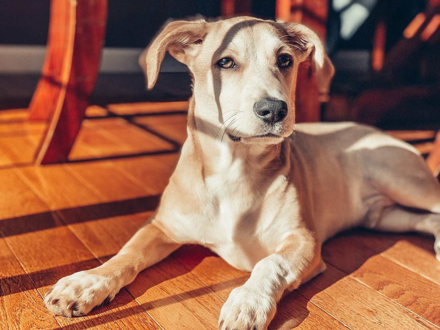 A dog laying on hardwood floors in the sun looking content