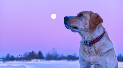 How To Determine Your Rescue Pet’s Zodiac Sign