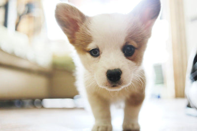 How to Get Pet Urine Smell Out of Carpet
