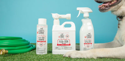 How To Get Rid of Fleas on Dogs Naturally
