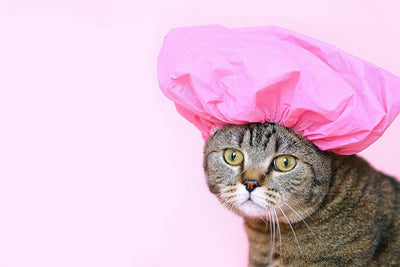 Is It Okay to Bathe Your Cat? Yes! Here's How!
