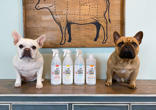 How to keep an odor free home with dogs - Skout's Honor