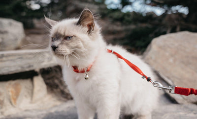 How to Leash Train a Cat for Outdoor Walks