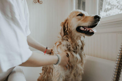 How To Make Your Dog's Bath Time Less Stressful