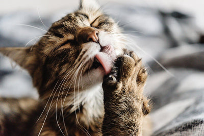 How to Stop Your Cat From Overgrooming